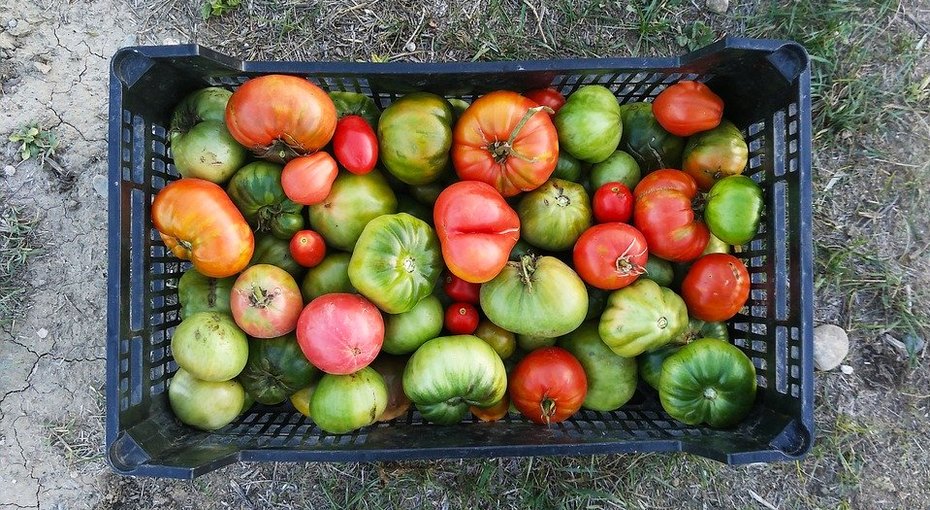 Что можно приготовить с зелеными помидорами?