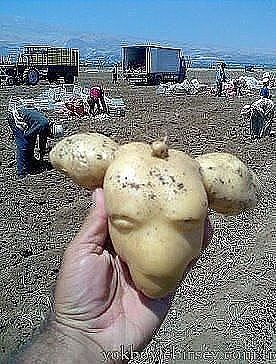 Когда природа тоже любит пошутить Когда природа тоже любит пошутить