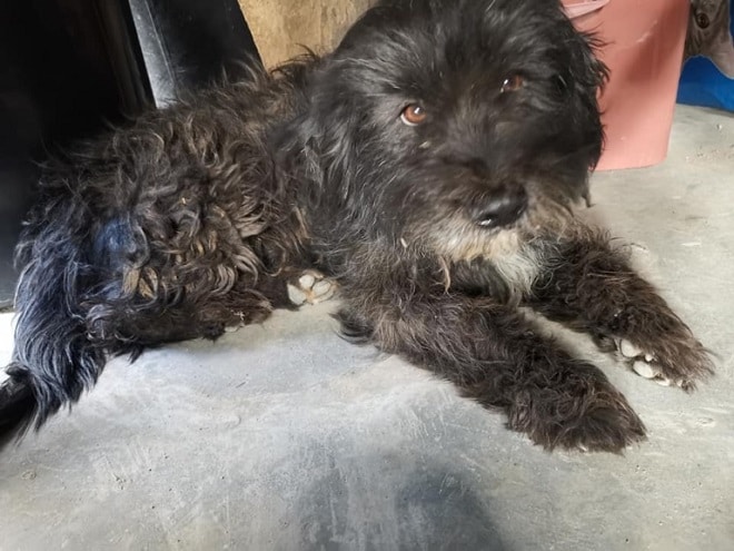 Грустный пес