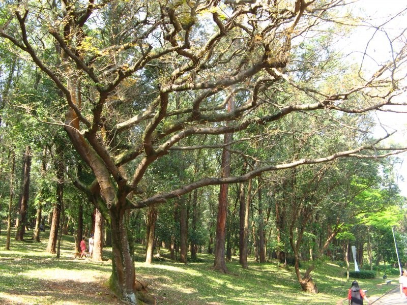 Copaifera langsdorffii (Копаифера Лангсдорфа)