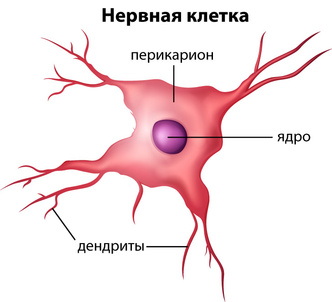 Правда ли, что нервные клетки не восстанавливаются? клетки, травмах, продуцирует, частности, обнаружил, университета, течение, новые, часто, помощью, нейроны, погибших, нервные, мозга, жизни, прФункцию, мифВспомните, берут, таких, случаях