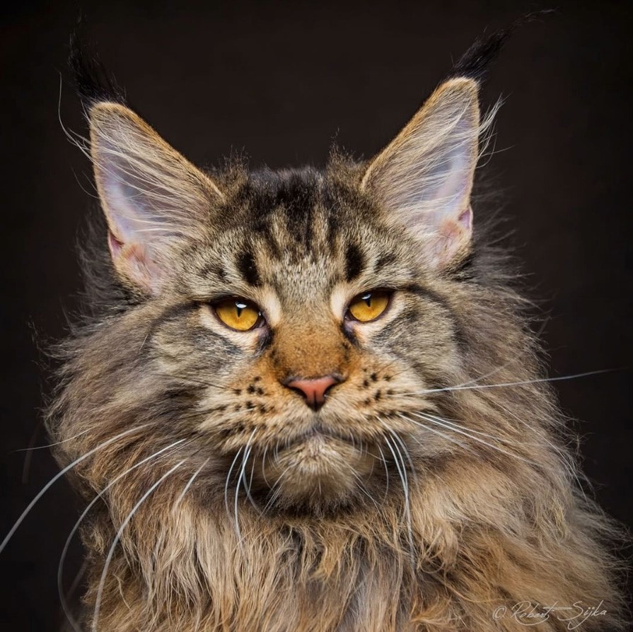 NewPix.ru - Американская енотовая кошка Maine Coon