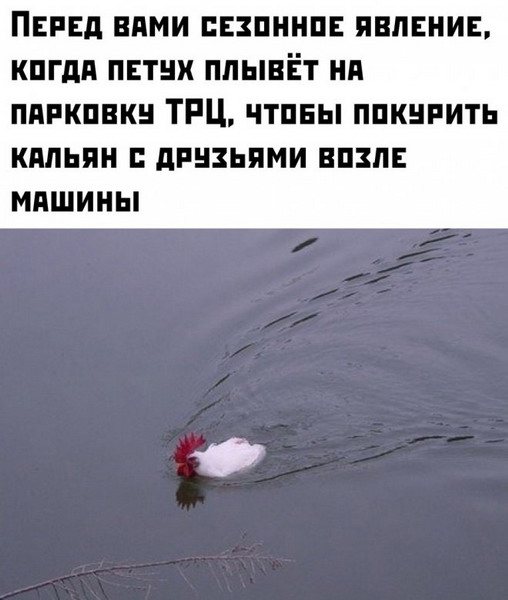 Забавных зверьков вам в ленту! Забавных зверьков вам в ленту!