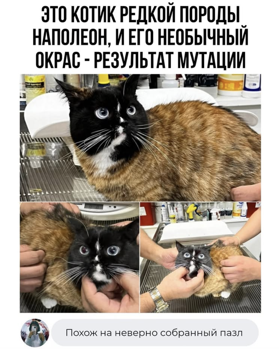 Смешные комментарии, как острый соус: добавляют огонь в каждый пост 