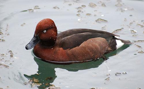 Белоглазый нырок / Aythya nyroca / Ferruginous duck / Птицы Европы 19 невероятных видов диких уток