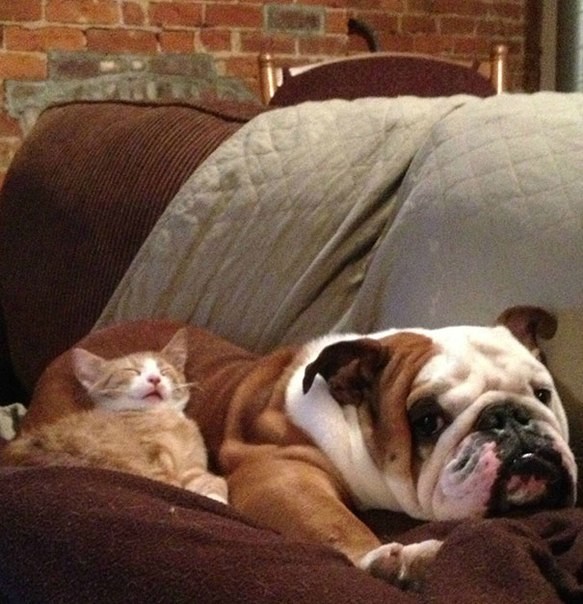 Фото котов, которые думают, что собака — это подушка животные, коты, факты