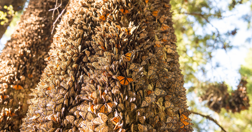 Миллиард бабочек в одном месте на Земле: заповедник бабочки монарх в Мексике авиатур