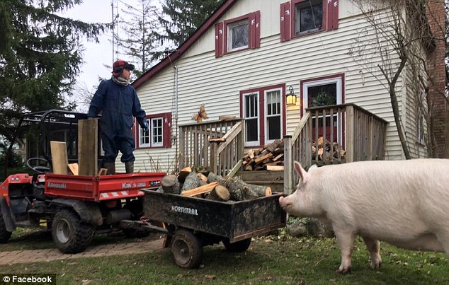 «Карликовая» свинья выросла до 300 килограммов, вынудив хозяев купить новый дом