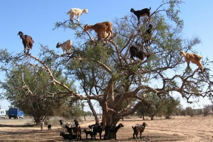 10 коротких и интересных фактов обо всем на свете 10 коротких и интересных фактов обо всем на свете интересно