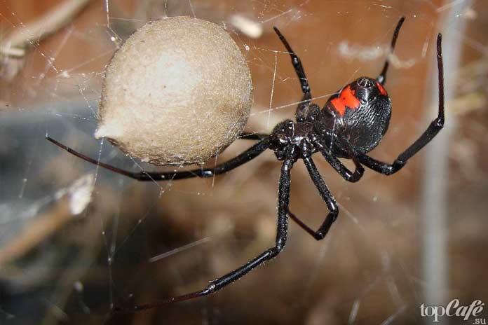 Список опасных пауков: Черная вдова