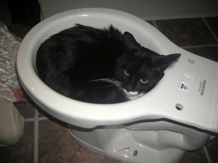 Коты, которых можно налить в любую емкость животные, приколы, удачный кадр, юмор