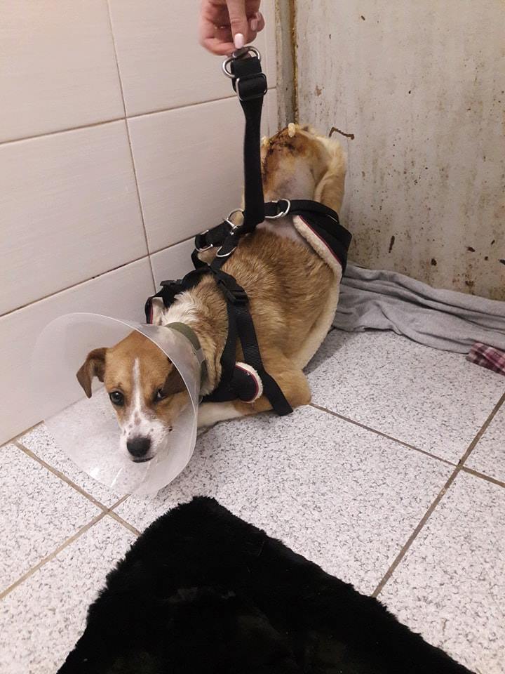 доберман пинчер. подними собаку. лабрадор ретривер шоколадный.