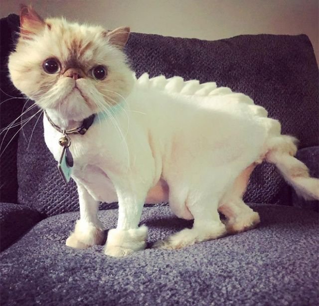 Когда хотел динозавра, но завел кота Когда хотел динозавра, но завел кота