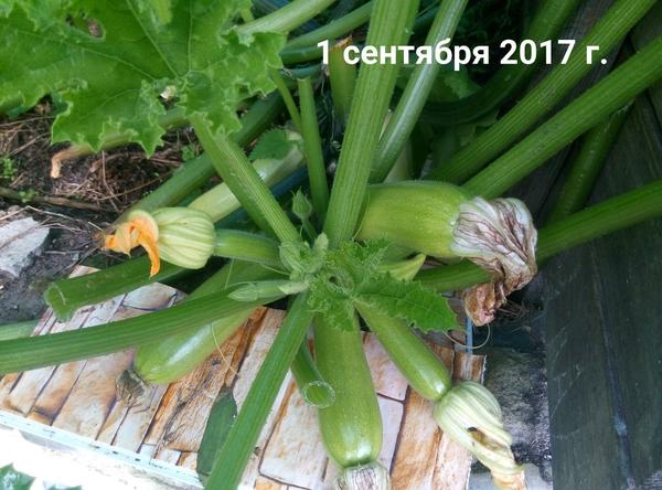 Лето закончилось, а кабачки нет...))