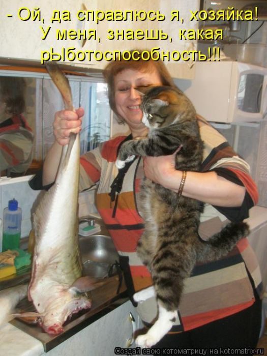 Лучшие котоматрицы за прошедшую неделю