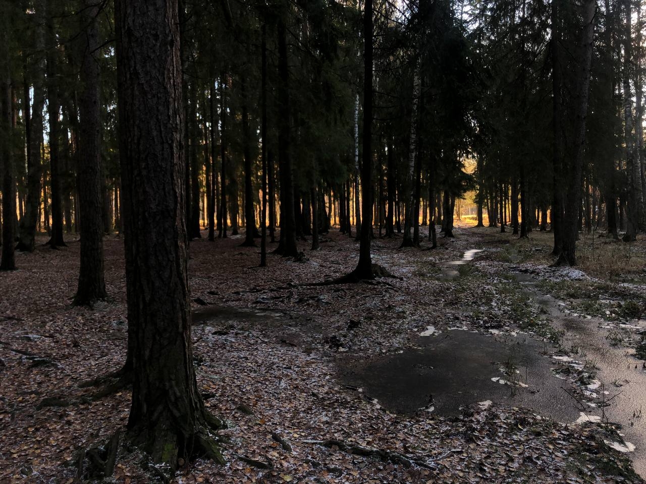 В лесу под Петербургом нашли кости неизвестного мужчины