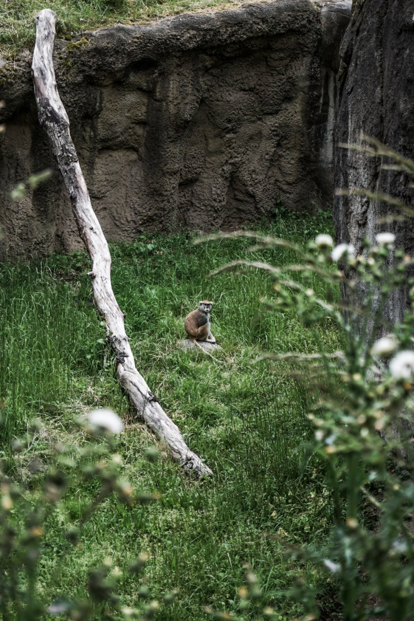 Seattle Washington Woodland Park Zoo-15.jpg