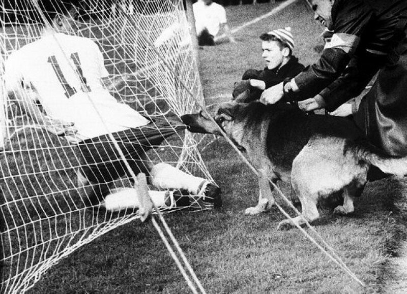 5. Полицейская собака во время матча в Кельне (Германия) не очень довольна футболистами, 1959 год интересно, исторические фото, история, ностальгия, фото