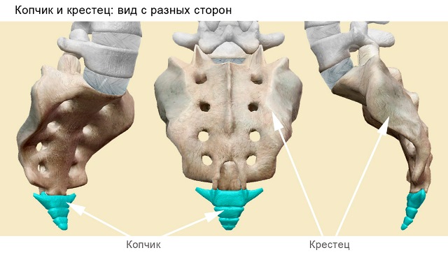 Шесть частей человеческого тела, ставшие бесполезными еще тысячи лет назад доказательства