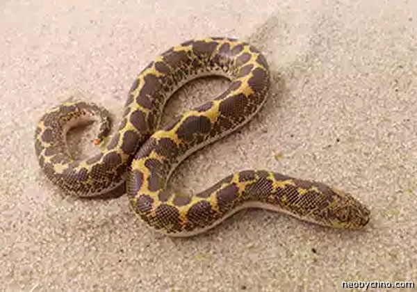 sand-boa-1