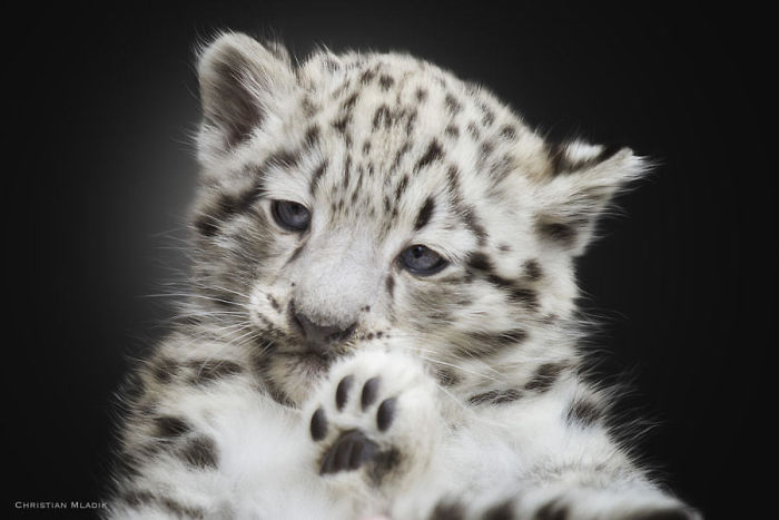 Snow Leopard