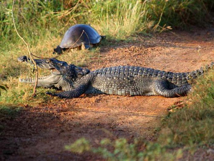 Крокодил болотный: описание, размеры, образ жизни, ареал обитания