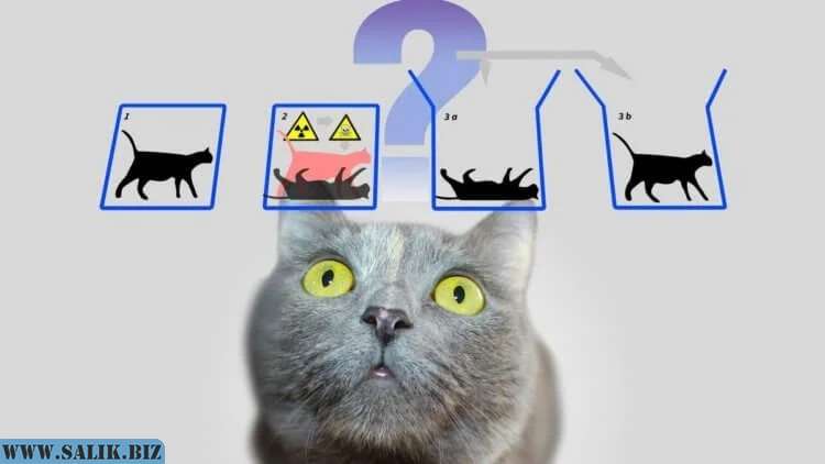 знать жив или мертв кот можно лишь открыть коробку.