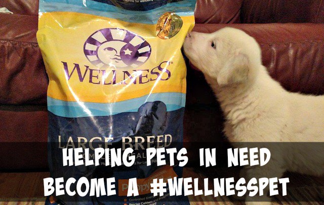 Does your pet food company give back? Wellness Pet Food helps to provide pets in need with healthy food.