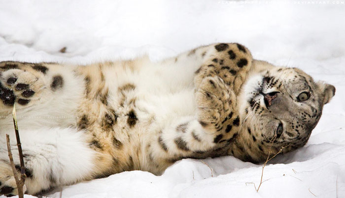 Snow Love