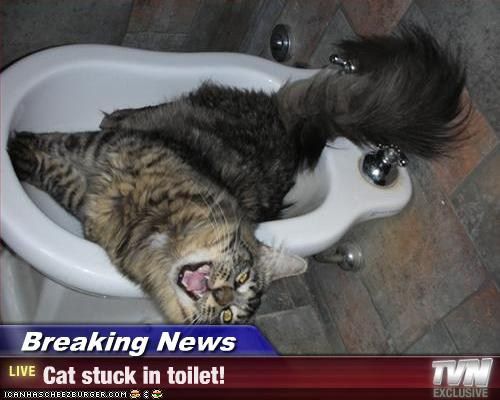 Хозяин, выпусти! 