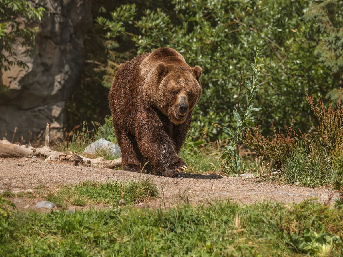 На Сахалине медведь разгромил курятник, съел 13 кур и уснул на месте
