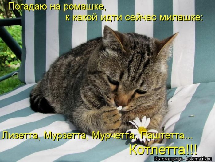 Лучшие котоматрицы за прошедшую неделю