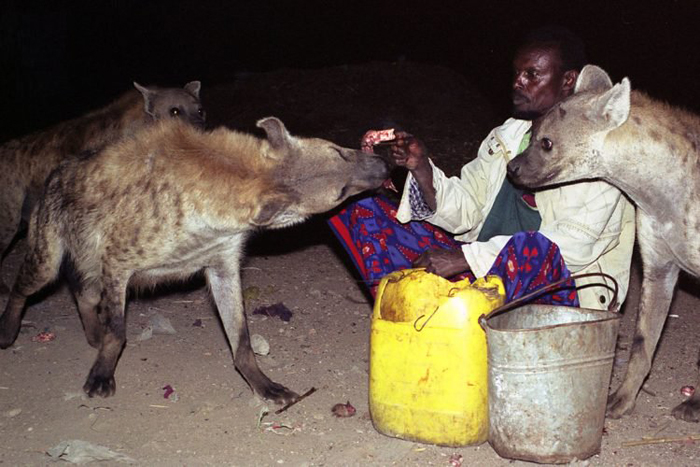 Как кормят гиен в Эфиопии