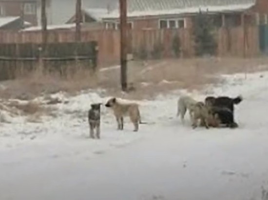 СК проверит очередное нападение собак на ребенка в Улан-Удэ