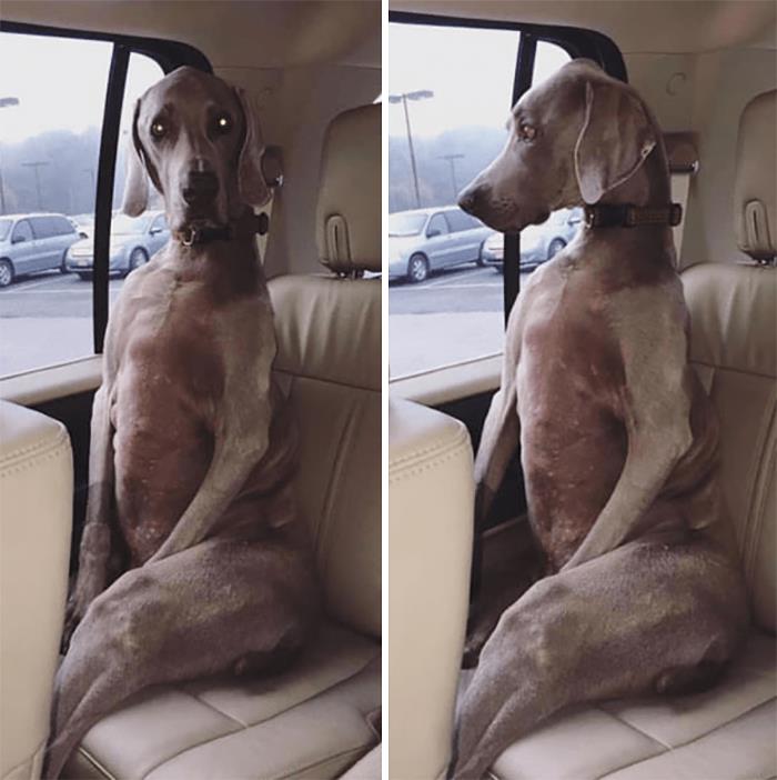 собака сидит на заднем сидении в авто