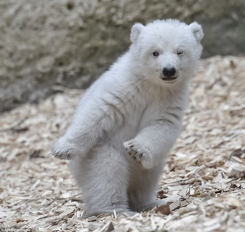 Белый медвежонок в зоопарке Мюнхена делает первые шаги белый медведь, детеныши, животные, мимими