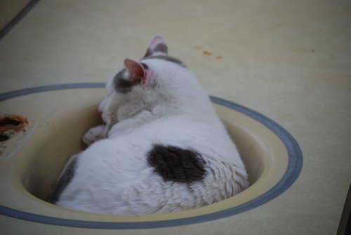 Кошки, которым удобно везде (37 фото)
