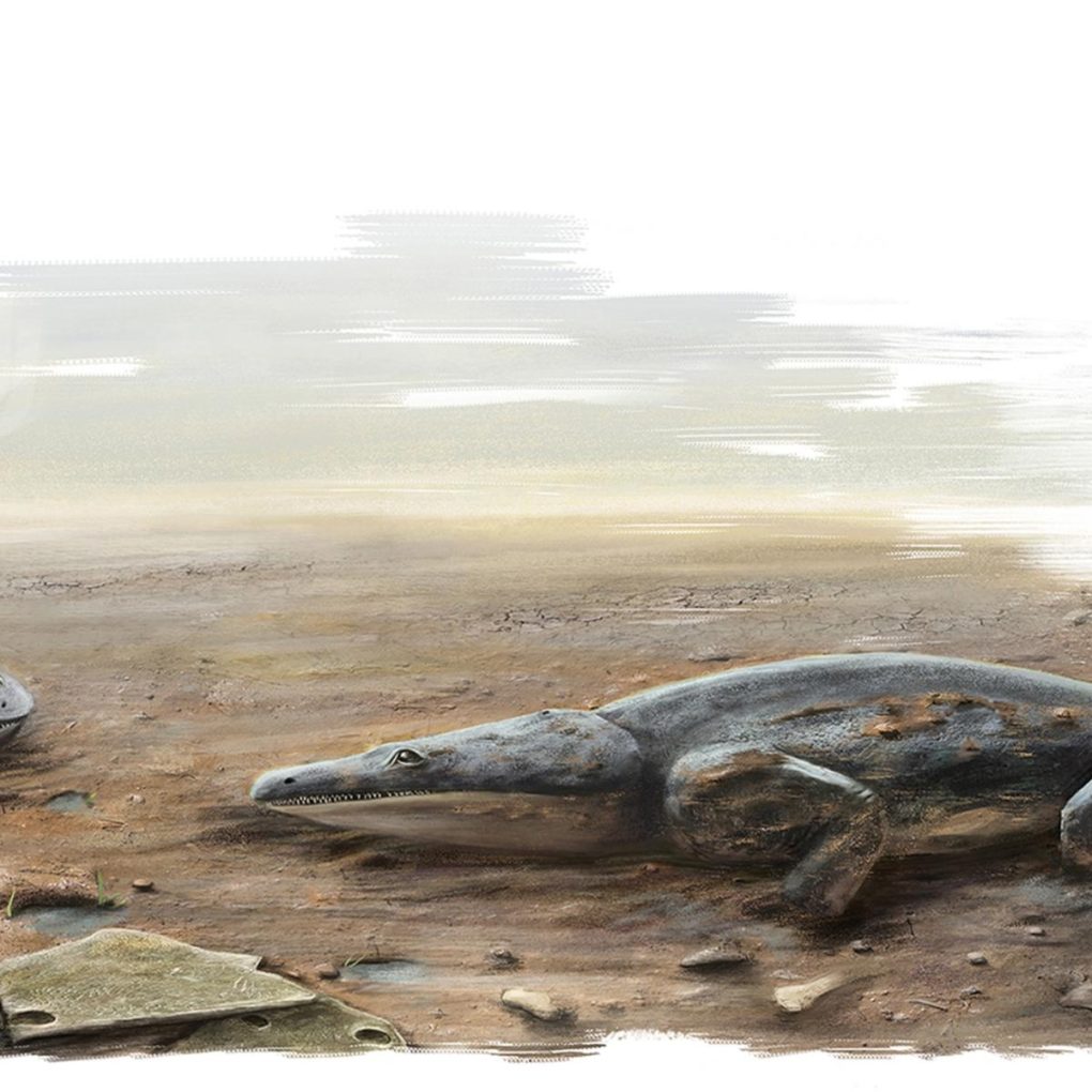 Метопозавр (лат. Metoposaurus algarvensis)