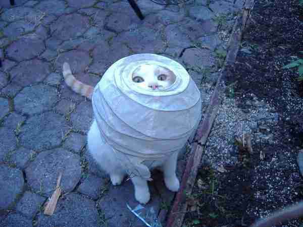 Хозяин, выпусти! 