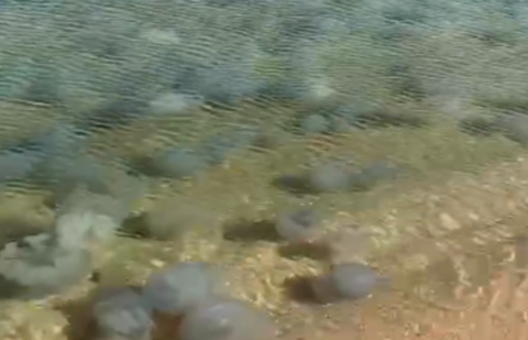 Мертвых медуз, заполонивших побережье Азовского моря, будут добавлять в бетон