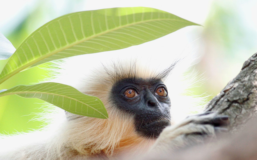 wildlife-photographer-of-the-year-2016-national-history-museum-6-57c824baa7b8d__880