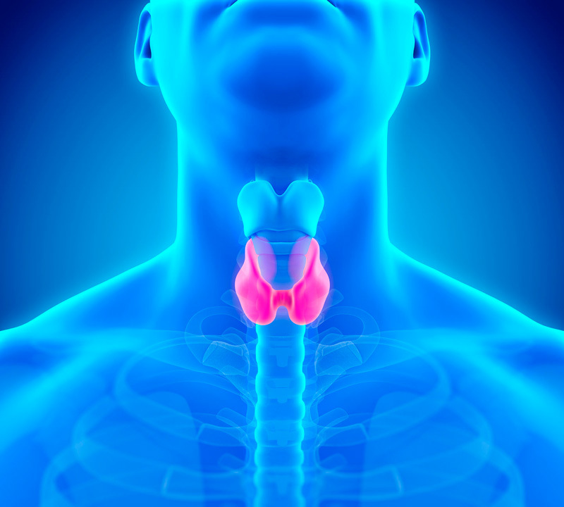 Восстановление щитовидной железы здоровье,питание,щитовидная железа