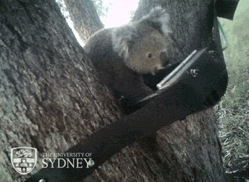 австралия, коала, спасение