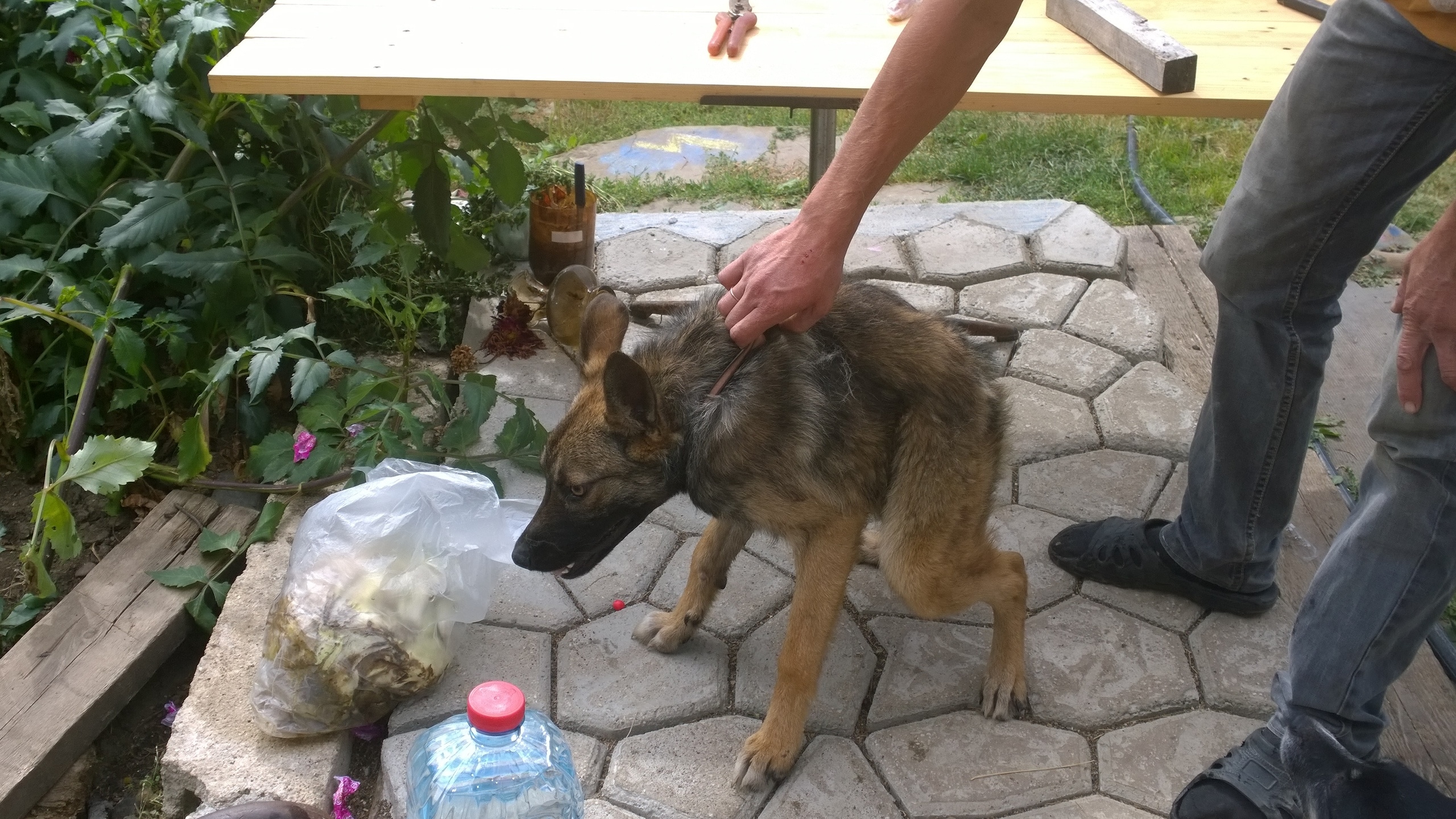 больной пес