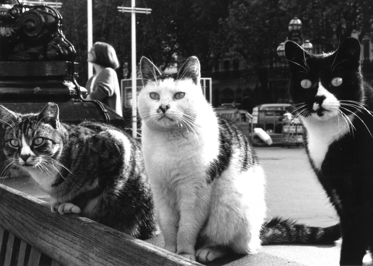 Кошки Британского музея в Лондоне, 1970-е годы