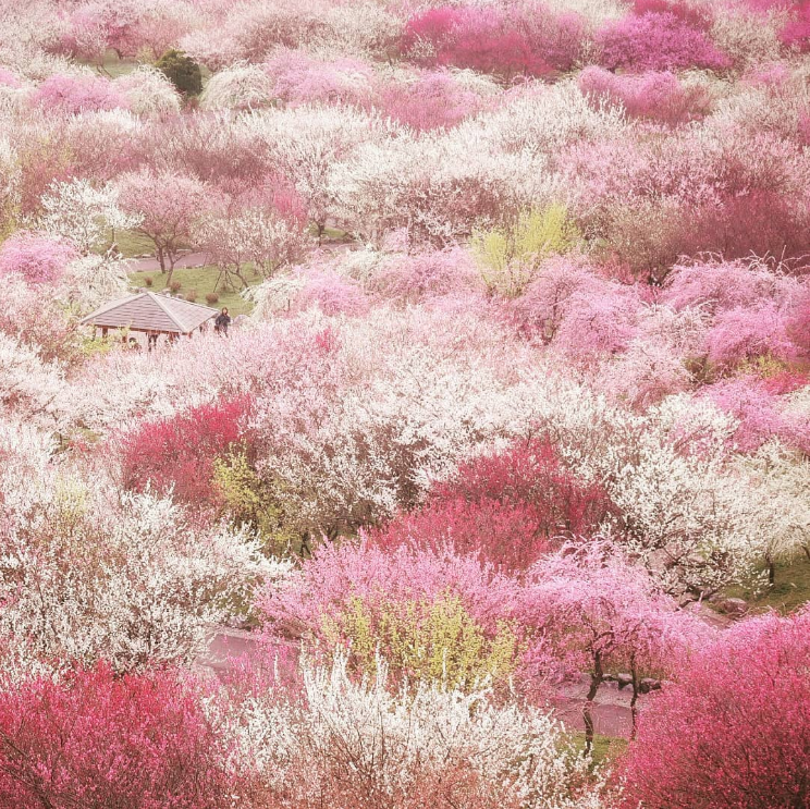 Фотограф запечатлел волшебный сезон цветения вишни в Японии природа