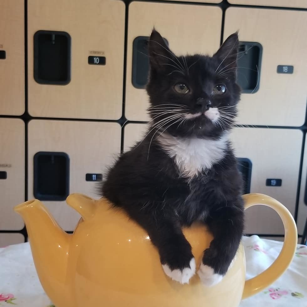 Котёнок размером с суповую ложку решил во что бы то ни стало вырасти большим и сильным Котёнок размером с суповую ложку решил во что бы то ни стало вырасти большим и сильным