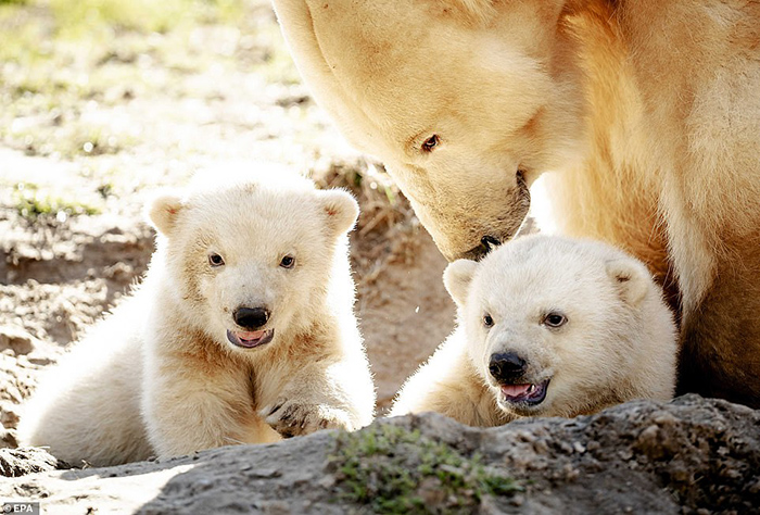 Ближайшие два-три года медвежата останутся с мамой.