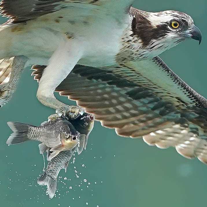 Невероятные фотографии скопы во время охоты 