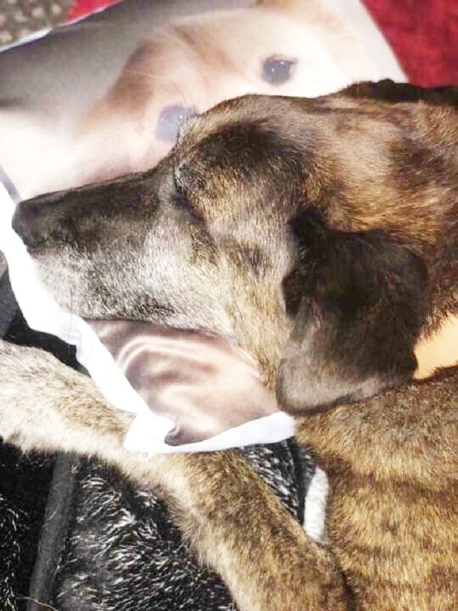 После смерти четвероногого друга, пес загрустил, но подарок от хозяев спас ситуацию После смерти четвероногого друга, пес загрустил, но подарок от хозяев спас ситуацию не всё так грустно